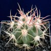 Echinocactus_xeranthemoides